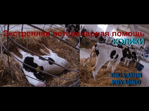 Видео: Колики у телёнка - состояние требующее немедленной помощи.