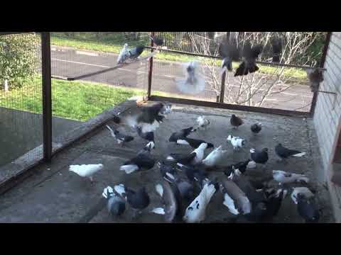 Видео: Осінній відбір