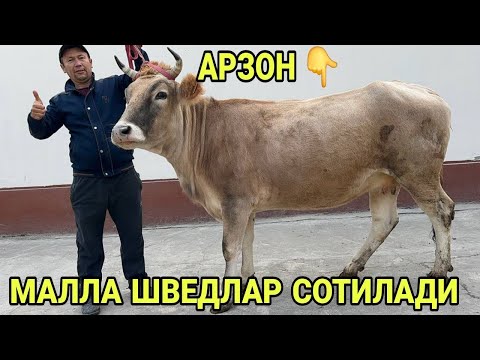 Видео: МАЛЛА ШВЕД ОЛА СИФАТЛИ БУГОЗЛАР ХУНАЖИНЛАР СОТИЛАДИ SOTILADIGON SHIVED OLA BOʻGʻOZLAR 6 ноября 2025