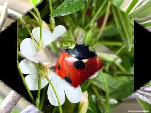 Видео: Детские песни. Божья коровка.wmv