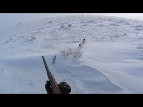 Видео: Охота на зайца "Известный"