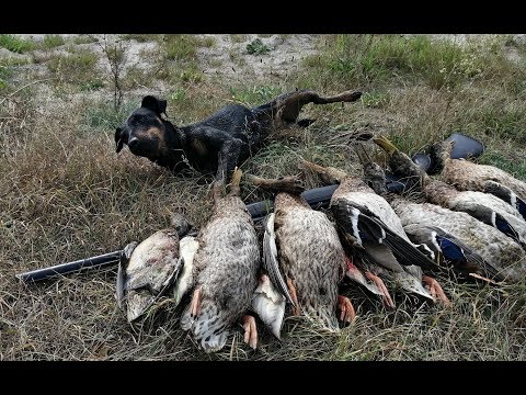 Видео: Ходовая охота на болотинах. Охота на уток с Armsan 612