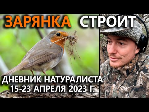 Видео: Зарянка-строитель. Дневник натуралиста. 15-23 апреля 2023 г.