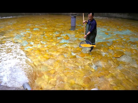Видео: Загадочная и великолепная корейская рыбная ферма! золотая камбала, икра осетровых рыб, Лосось