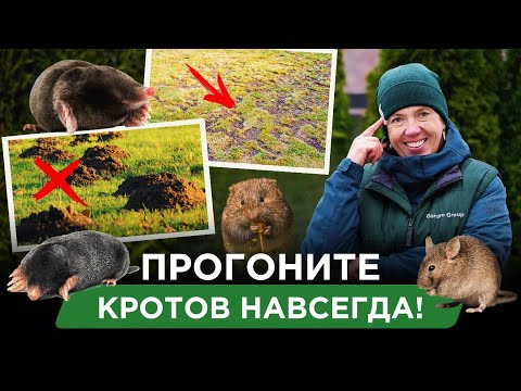 Видео: Как избавиться от грызунов за 24 часа?
