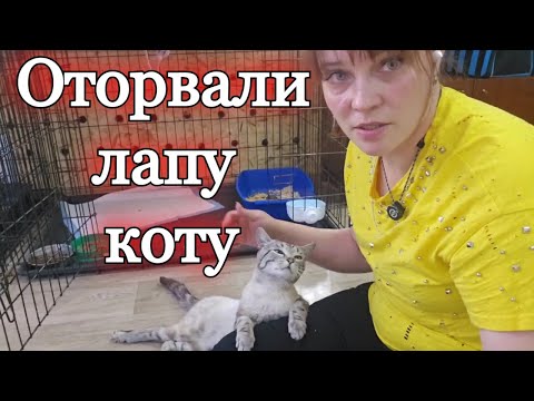 Видео: Вердикт коту   ампутация