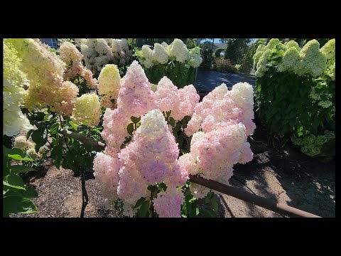 Видео: Как цветут метельчатые гортензии, выращенные из семян. 2025