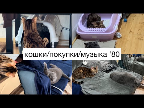 Видео: В однушке с двумя кошками🫣/ Новый фен Xiaomi/Музыка ‘80