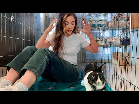 Видео: Этот трясущийся кролик полностью отключается, пока не произойдет следующее...