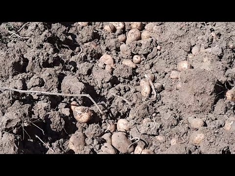 Видео: Посадил картофель в землю а выбрал в каменном карьере