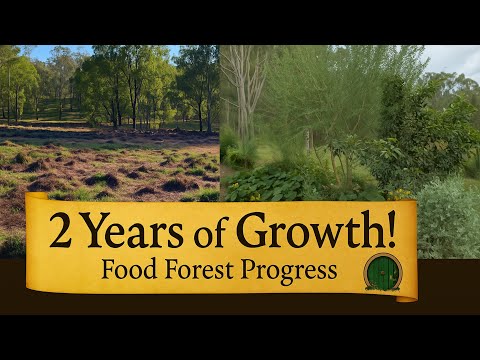 Видео: 2 года в Шире. Мой субтропический лесной тур по развитию. Квинсленд, Австралия