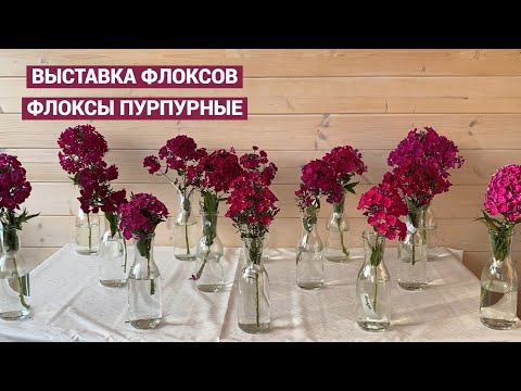 Видео: Выставка флоксов. Пурпурные флоксы