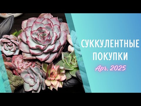 Видео: Покупки с Wow fest 🌱 Апрель 2025