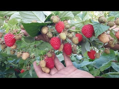 Видео: Размножение малины, зимние развлечения.