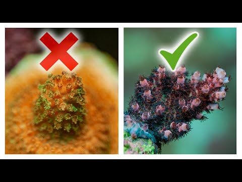 Видео: 8 способов улучшить рост кораллов Acropora | SPS Reef Tank