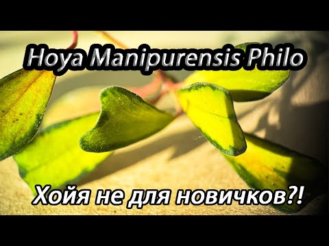 Видео: Hoya Manipurensis Philo-хойя не для новичков?!