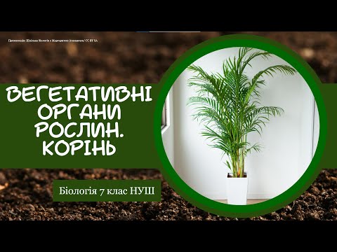 Видео: Біологія 7 клас НУШ Вегетативні органи рослин Корінь