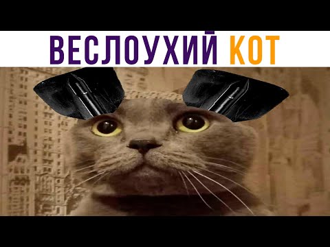Видео: ВЕСЛОУХИЙ КОТ))) пфхапха))) Приколы с котами | Мемозг 682