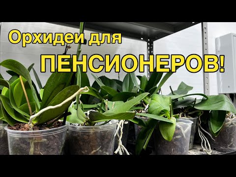 Видео: Тотальная распродажа сортовых орхидей в @zeboorhids 😲🔥❤️‍🔥