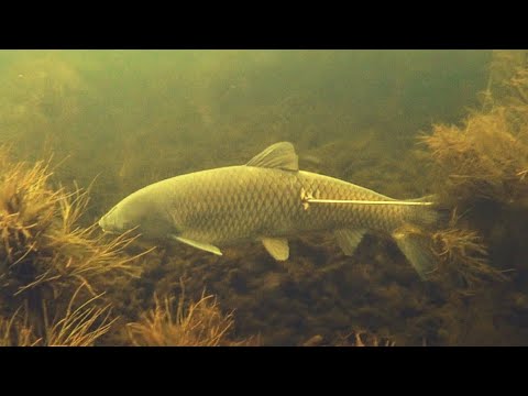 Видео: подводная охота на трофейного белого амура 20+кг маныч веселовское водохранилище. пеленгас варвар 70