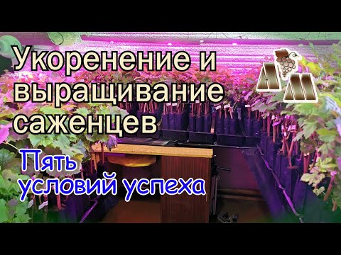 Видео: 🍇 Пять главных условий успешного выращивания саженцев винограда