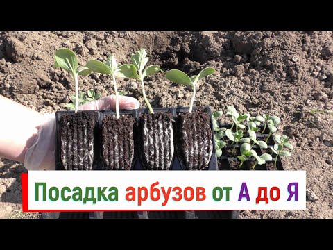 Видео: Выращивание арбузов от А до Я - 3 часть. Посадка арбузов в открытый грунт, что класть в лунку