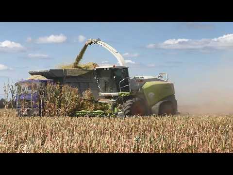 Видео: Кукурузный Силос: CLAAS Jaguar 870 и МАЗы в Действии! 🌽💪 2024!