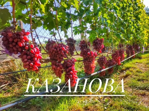 Видео: г.ф.Казанова 2020г