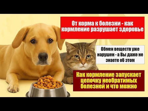 Видео: Как кормление плохими сухими кормами разрушает здоровье собак и кошек: электролитный сбой и болезни.