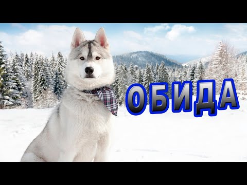 Видео: История на охоте!