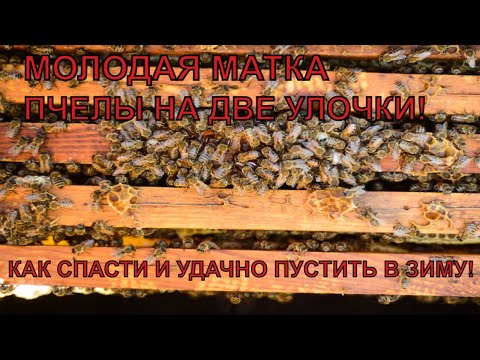 Видео: Как сохранить две улочки пчёл на молодой поздней матке в зиму☝️🐝🐝