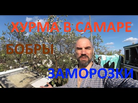 Видео: Хурма обрадовала, бобры, заморозки