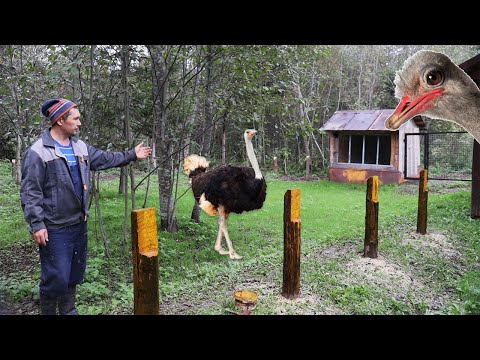Видео: Строю загон для страусов!