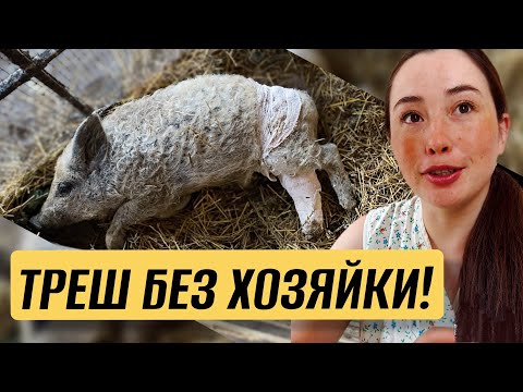 Видео: ВЕРНУЛИСЬ НА ФЕРМУ СПУСТЯ 2 НЕДЕЛИ: долгожданное пополнение в семье Крапивиных!