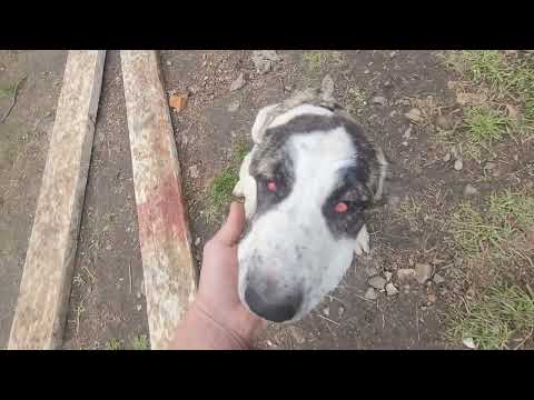 Видео: #алабай #сао 🐕 Собачьи бои 🦴