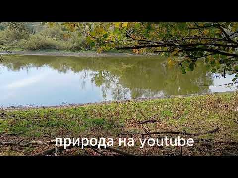 Видео: Звуки Природы: Пение Птиц для Глубокой Медитации