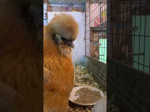 Видео: У нашей куры появился цыплёнок\Our hen has a chicken