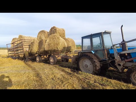 Видео: Сенокос 2025.Посадили телегу