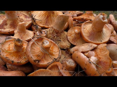 Видео: Сбор грибов в сентябре 2021.Царство рыжиков.Lactarius deliciosus.Мечта грибника!!!
