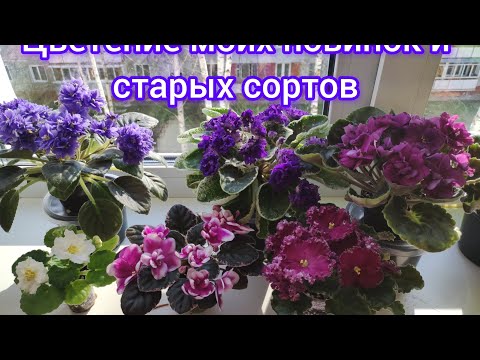 Видео: Несколько сортов из моей коллекции.