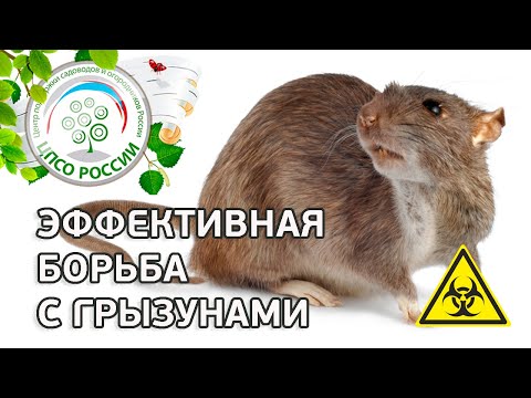 Видео: Как избавиться от мышей, крыс, грызунов. Методы борьбы с мышами, крысами.