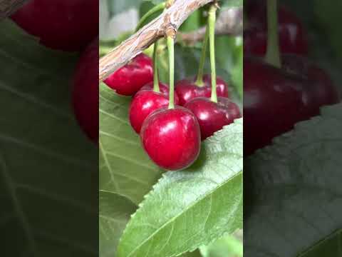 Видео: Гилас сорт ляпинс