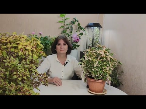 Видео: Разные способы полива цветов на примере колеусов (выращивание в квартире)