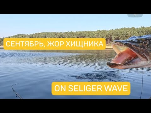 Видео: Сентябрь, жор хищника