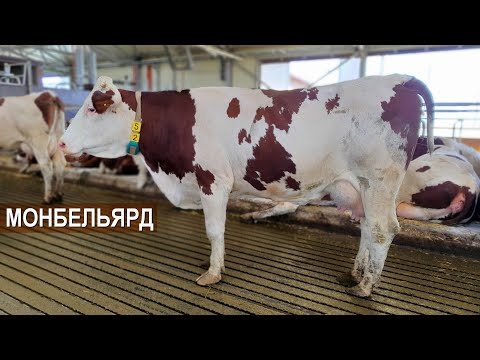 Видео: Французская порода Монбельярд. Содержание молочных коров. Кооператив Сырные Истории.