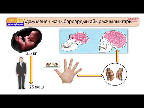 Видео: 11-класс | Биология | Адамдын эволюциясы. Адам менен жаныбарлардын түзүлүшүнүн жалпы белгилери