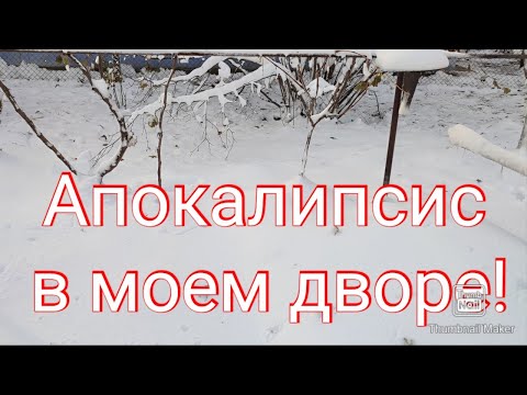 Видео: 26 ноября   пришла зима Апокалипсис у меня во дворе !