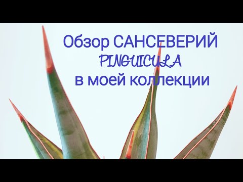 Видео: Обзор сорта сансеверий PINGUICULA в моей коллекции. Все PINGUICULA,собранные за 4 г, в одном видео.