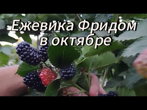 Видео: Ежевика Фридом в октябре