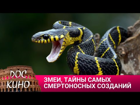 Видео: 🎭ЗМЕИ, ТАЙНЫ САМЫХ СМЕРТОНОСНЫХ СОЗДАНИЙ НА ЗЕМЛЕ🌎 ДОКУМЕНТАЛЬНОЕ КИНО 🎆 2023